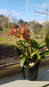 Dendrobium Australian Colourfest