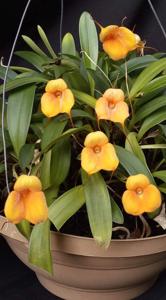 Masdevallia Angel Frost