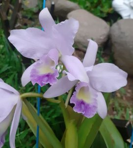 Rhyncattleanthe Lois McNeil