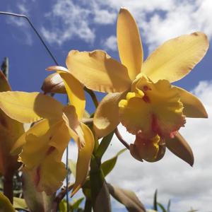 Rhyncholaeliocattleya Golden Square