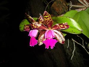 Cattleya Mr Bojangles