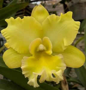 Rhyncholaeliocattleya Malworth