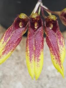 Bulbophyllum Rita Lai