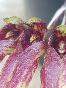 Bulbophyllum Rita Lai