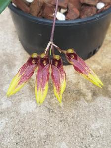 Bulbophyllum Rita Lai