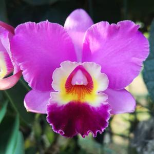 Rhyncholaeliocattleya Creation