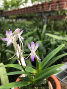 Vandachostylis Baby Angel