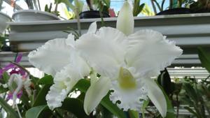 Cattleya Brenda