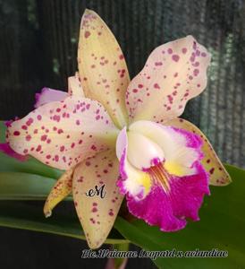 Rhyncholaeliocattleya Waianae Leopard-aclandiae