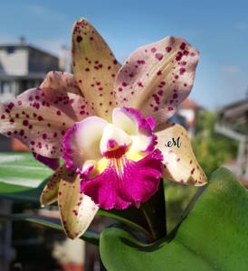 Rhyncholaeliocattleya Waianae Leopard-aclandiae