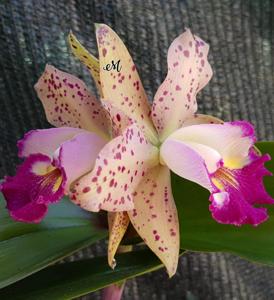 Rhyncholaeliocattleya Waianae Leopard-aclandiae