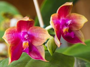 Phalaenopsis Lyndon Coral Dragon