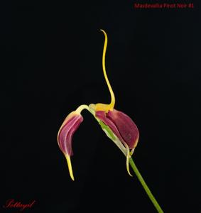 Masdevallia Pinot Noir