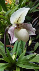 Paphiopedilum Aprichart