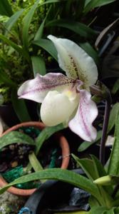 Paphiopedilum Aprichart