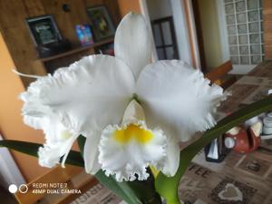 Cattleya President Kennedy