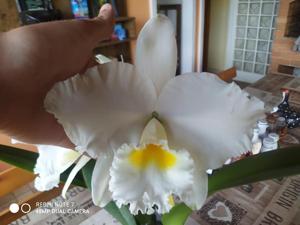 Cattleya President Kennedy