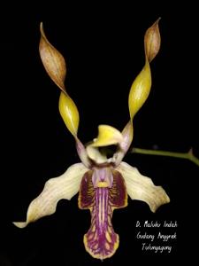 Dendrobium Maluku Indah