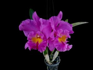 Rhyncholaeliocattleya Pink Empress