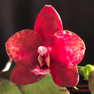 Phalaenopsis Tying Shin Popularity-LD's Bear King