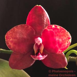 Phalaenopsis Tying Shin Popularity-LD's Bear King