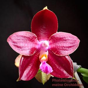 Phalaenopsis Trecelyn Lopez Ramon-Zheng Min Tyrannosaurus