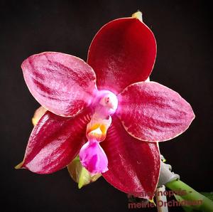 Phalaenopsis Trecelyn Lopez Ramon-Zheng Min Tyrannosaurus