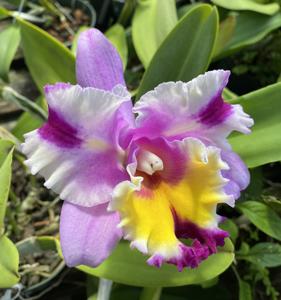 Cattleya Irene's Song