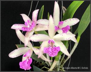 Brassocattleya Beverly Matherne