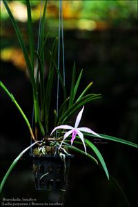 Brassocattleya Amethyst