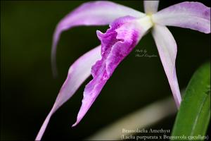Brassocattleya Amethyst