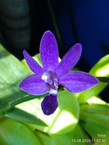 Phalaenopsis Purple Martin