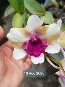Dendrobium Baby Happy Holidays