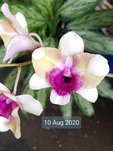 Dendrobium Baby Happy Holidays