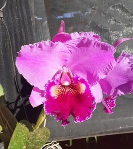 Cattleya Hawaiian Drumbeat