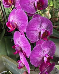 Phalaenopsis Lianher Red Apple