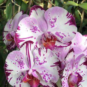 Phalaenopsis Yu Pin Lady