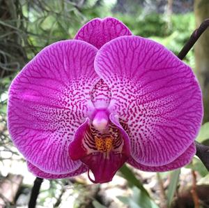 Phalaenopsis Lianher Red Apple