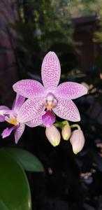 Phalaenopsis Taida Sunshine