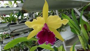 Cattleya Luminosa (1901)