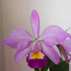 Cattleya Mollis