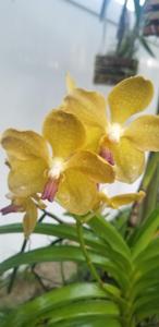 Vanda Thananbarg