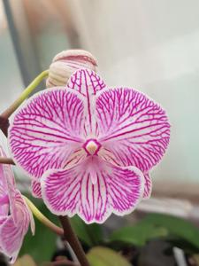 Phalaenopsis Yu Pin Fireworks