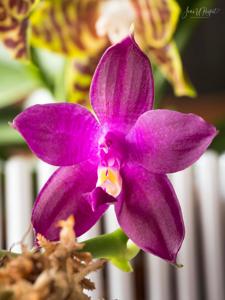 Phalaenopsis LD Double Dragon-Peter Blue Diamond