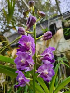 Perreiraara LeBeau Blue