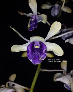 Dendrobium Drg Hedy