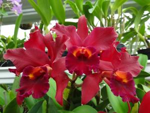 Cattlianthe Miva Royal Chocolate