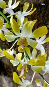 Dendrobium Banana Royal