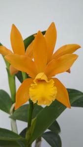 Cattleya Oriyen Sinam