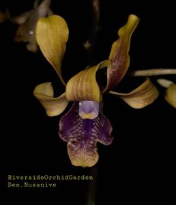 Dendrobium Nusanive